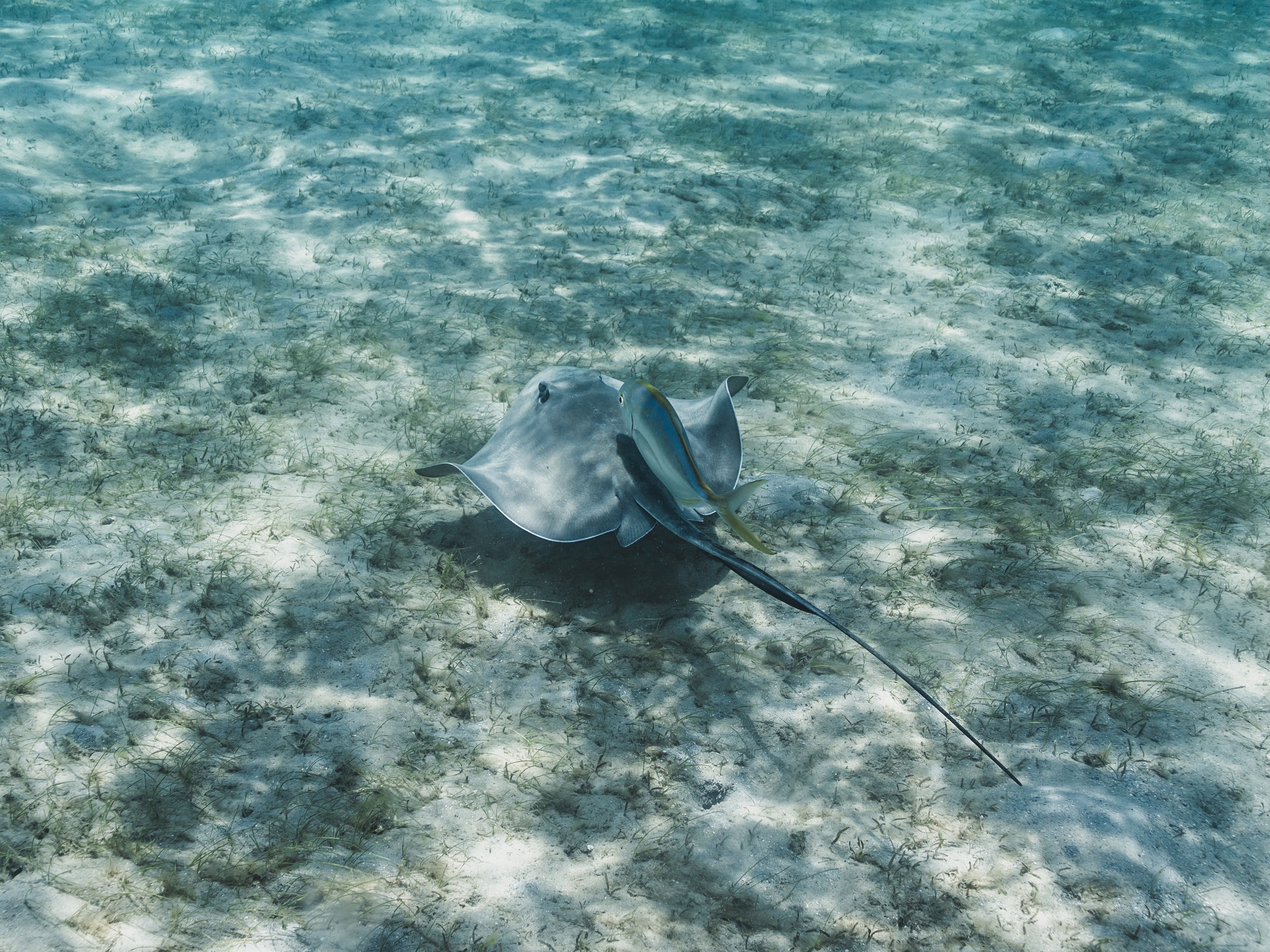 Stingray swimming along the sea floor